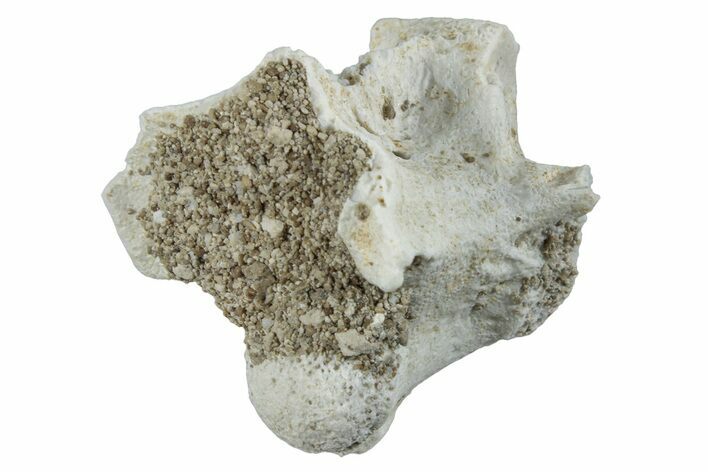 Fossil Sea Snake (Palaeophis) Vertebra - Morocco #261615